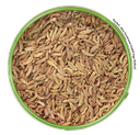 Fenchelsaat