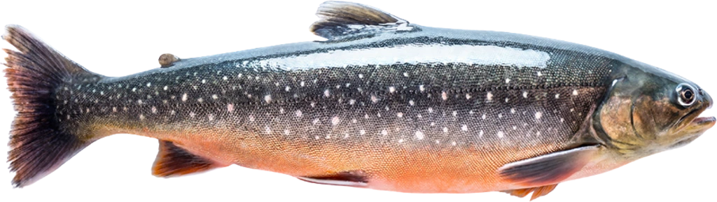 Seesaibling-1200x640.webp