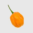 20 - Habanero.webp