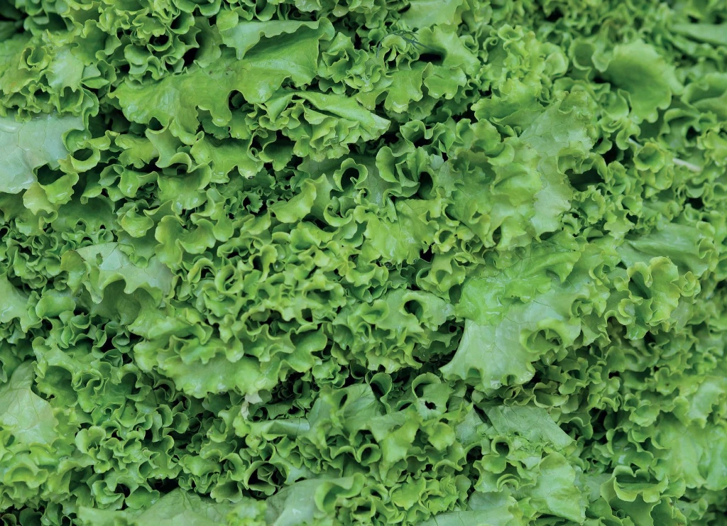 Salat Internetshop.webp