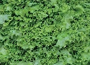 Salat Internetshop.webp